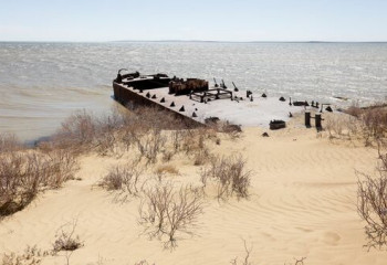 Аралдың құрғаған ұлтанына ағаш отырғызылады - министр