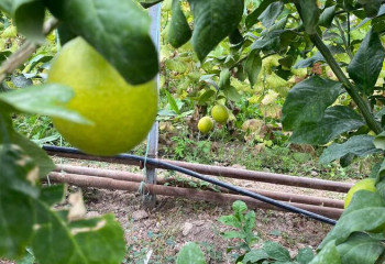 Акклиматизацией тропических фруктов занимается фермер из Туркестанской области