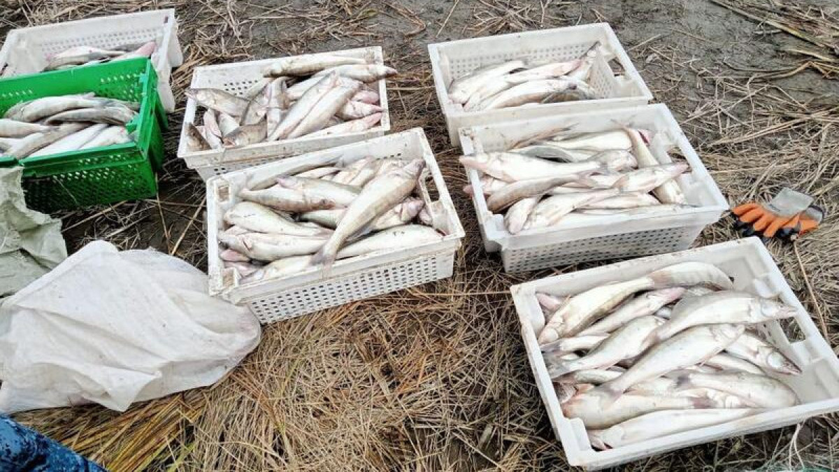 Рыбок на полмиллиона тенге наловил браконьер из Усть-Каменогорска