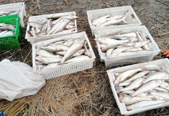 Рыбок на полмиллиона тенге наловил браконьер из Усть-Каменогорска