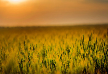 40% урожая пшеницы испортилось под проливными дождями в Актюбинской области