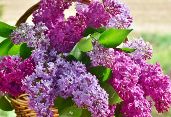 Сирень зацвела в середине октября в Актобе