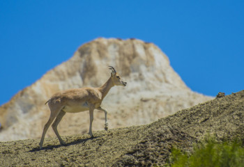 Маңғыстау облысында арқар саны артқаны байқалады