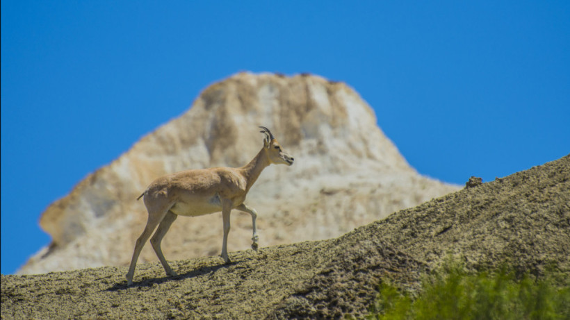  Ашық дереккөзден 