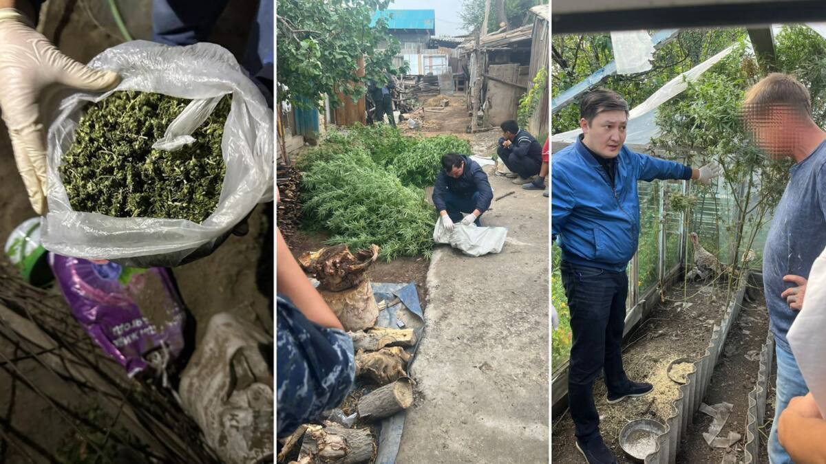 Свыше 200 кг наркотиков изъято в Жетысуской области