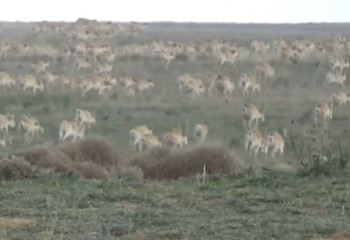 20 тысяч сайгаков поразили жителей Астраханской области