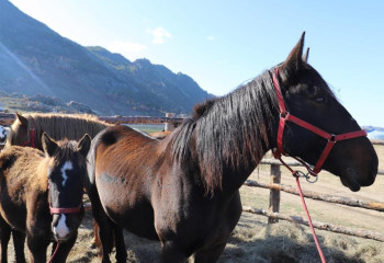 Павлодар облысында жылқы саны 250 мыңға жетті