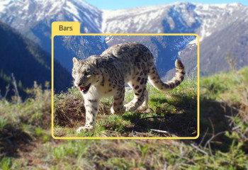 Нейросеть научили находить снежных барсов в естественной среде обитания