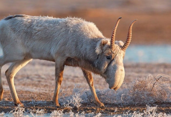 Қазақстанда киік аулаудың нақты мерзімі белгіленді