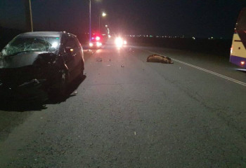 Павлодарда көлік үш жылқыны қағып кетті