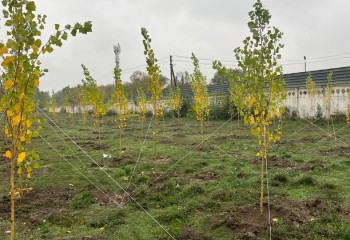 Алматыда күзгі ағаш отырғызу жұмыстары жүргізіліп жатыр