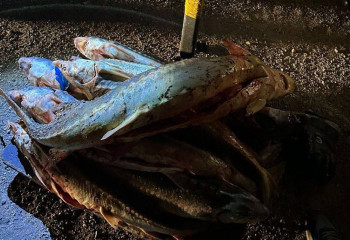 Около 50 кг осетровой рыбы обнаружено у жителя Мангистау