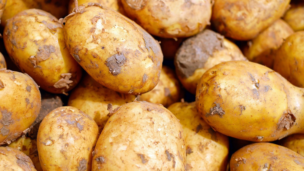 Қазақстанға картоп тұқымының 95%-ы шетелден жеткізіледі