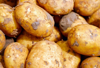 Қазақстанға картоп тұқымының 95%-ы шетелден жеткізіледі