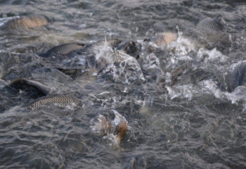 В Шардаринском водохранилище будет водиться карп и толстолобик