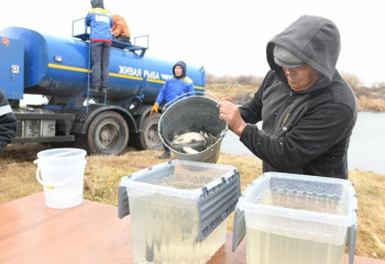 Есіл өзеніне ақ амурдың 100 мың шабағы жіберілді