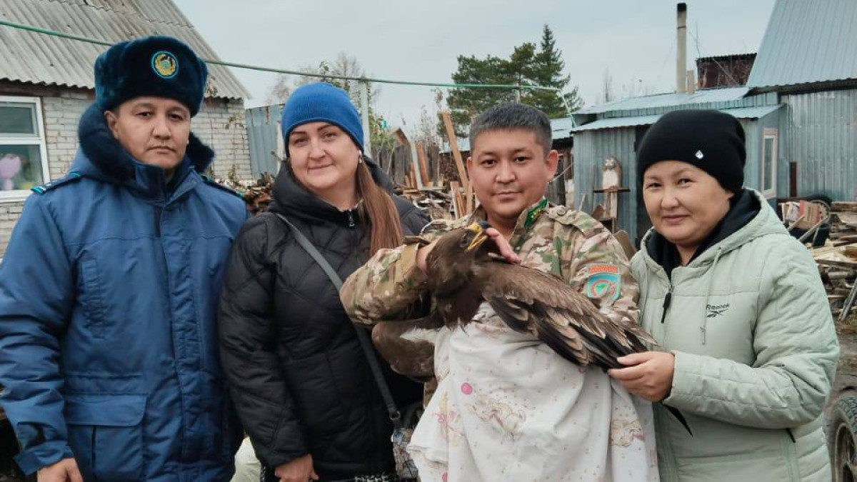 Краснокнижного степного орла спасли в Костанайской области
