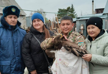 Краснокнижного степного орла спасли в Костанайской области
