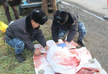 ШҚО-да заңсыз елік аулаған ауыл тұрғыны ұсталды