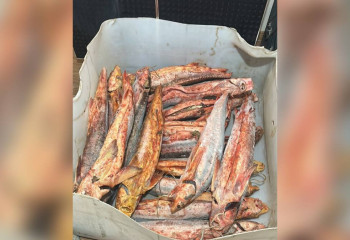 Маңғыстауда заңсыз ауланған 100 келіден астам бекіре балығы тәркіленді