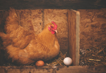 Глава Минторговли призвал не создавать ажиотаж вокруг подорожания яиц