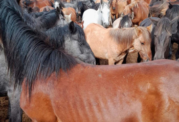 “65 млн теңге”. Ақтөбеде ауыл тұрғынының 130 жылқысы жоғалып кеткен