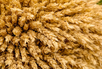 Бүгіннен бастап Қазақстан арқылы бидайды транзиттік тасымалдайды