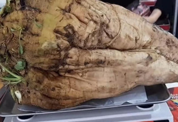 Алакөл ауданында алып қызылша өсірілді