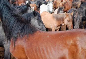 Ақтөбеде ауыл тұрғынының 130 жылқысы ұрланған