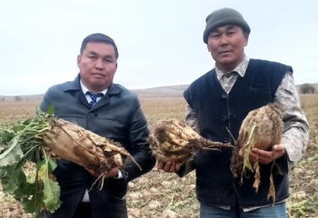 Жетісу облысында шаруа алып қызылша өсірілді