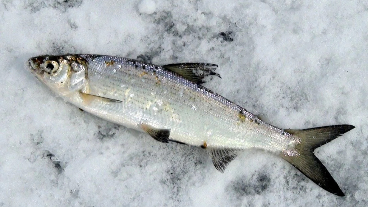 Пелядь и других сиговых рыб запретили ловить в Абайской области
