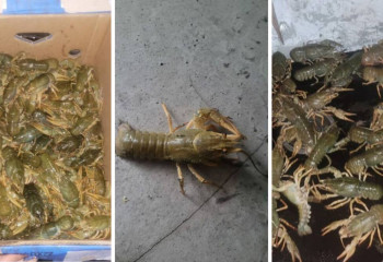 Браконьерлер 5 тонна шаян аулап, 31 млн теңге шығын келтірген