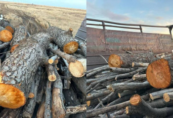 Краснокнижные деревья вырубили двое сельчан в Актюбинской области