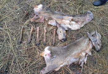 ШҚО-да заңсыз аң аулаған адам ұсталды