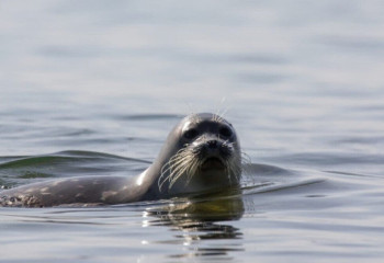 Каспий итбалығының қауіпсіздігі үшін табиғи резерват құрылады