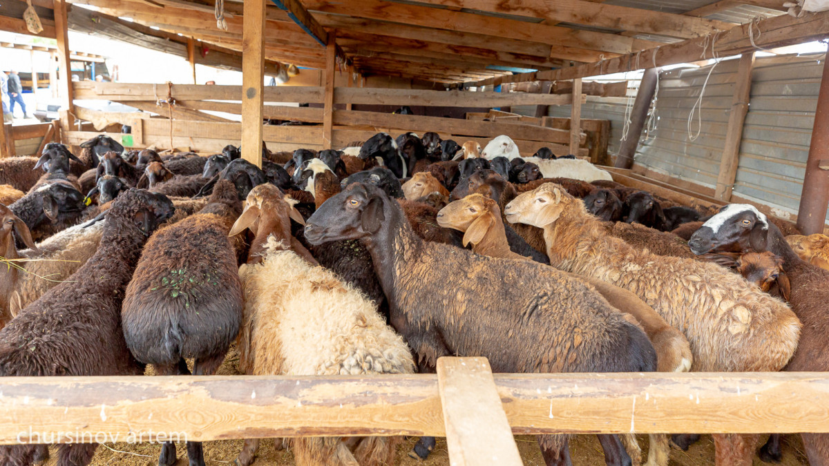  ©El.kz/Артем ЧУРСИНОВ 