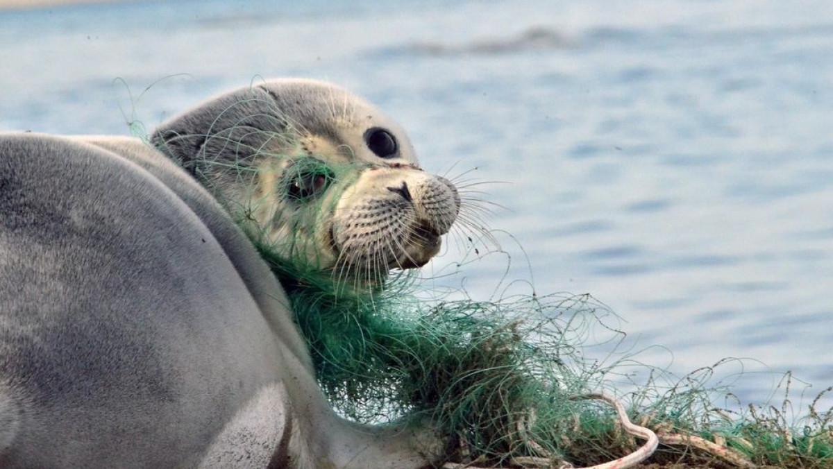 Стало известно когда создадут резерват для тюленей в Мангистау