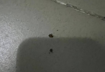 В одной из актауских школ нашествие клопов