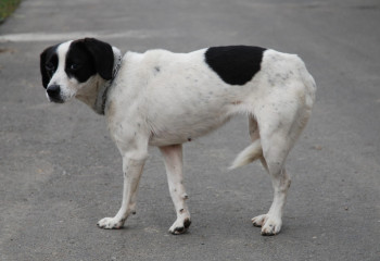 В Павлодаре начали метить бродячих животных