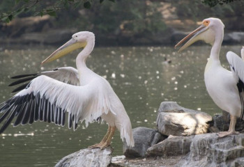 Екібастұз кеншілері Қызыл кітапқа енген құсты құтқарды