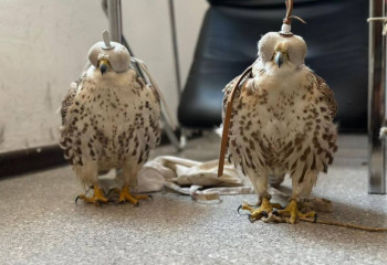 Шымкенттік тұрғыннан 10 шақты Қызыл кітапқа енген құс тәркіленді