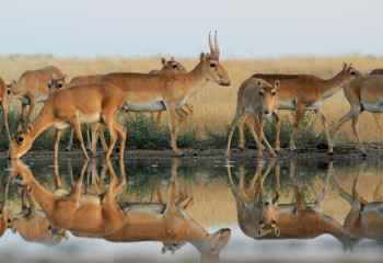 Киіктің еті сатылымға шықты. Бұл ірі қара мал етінің сұранысына қалай әсер етеді?