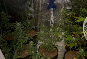 Ақмолалық азамат өзінің үйінде голландиялық қарасора өсірген