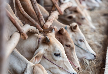 Шаруаларға бөлінген қаржыны қалтасына басқан 3 қызметкер ұсталды