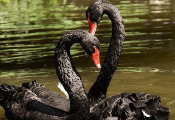 Черные лебеди появились на свет в зоопарке Шымкента