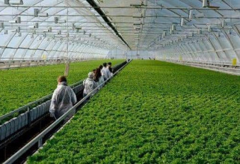 Түркістан облысында жылыжайлар көмірмен тікелей өндірушіден қамтамасыз етіледі