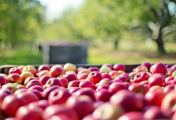 Өңірлік ӘКК 180 мың тоннадан астам көкөніс қорын қалыптастырды