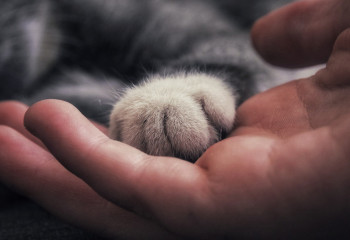 Наличие кота спасло мужчину от тюрьмы