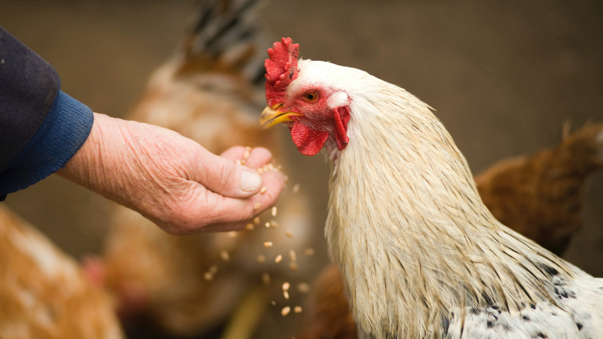 На треть увеличилось производство мяса птицы в Казахстане - аналитики