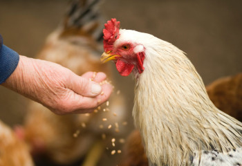 Poultry meat production in Kazakhstan increased three fold  - analysts